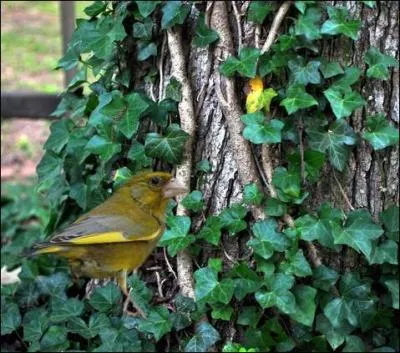 Le lierre est une plante fondamentale pour nos oiseaux au jardin !