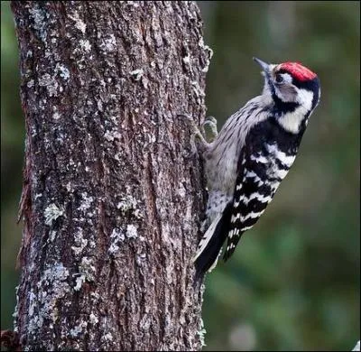 Les grands arbres attirent les oiseaux grimpeurs !