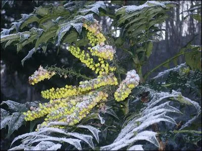 Le givre joliment déposé sur le feuillage et les fleurs donne au -------- un port royal.