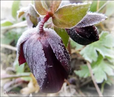 Quelle est cette fleur d'hiver sous une brillante parure de cristal ?