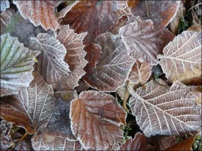 Une balade en forêt et le plaisir d'entendre crisser les feuilles rigidifiées sous nos pas précautionneux.