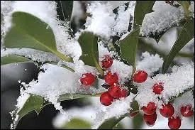 Une touche de couleur éclatante attire le regard. Les baies ----- s'offrent pour notre plus grand plaisir.