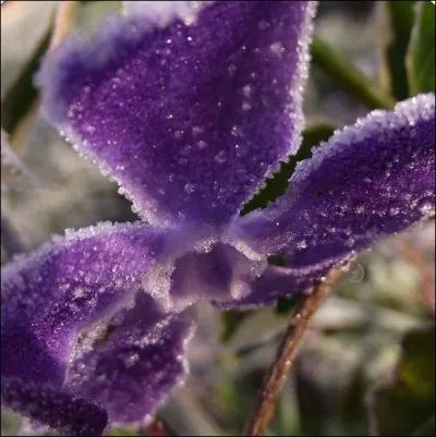 Trouvée toute frémissante sous une cape de dentelle scintillante, la ravissante ---------- dont le bleu magnifique éclaire le sous-bois.