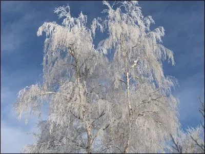Un port étalé, élégant, fragilisé par le poids de la livrée hivernale.