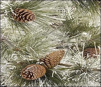 Une vraie décoration de Noël pour cet arbre qui recevra les cadeaux à l'abri de ses branches.