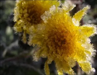 On dirait des confiseries, cependant ce sont les lumineuses fleurs d'un -------- d'hiver solidifiées par une transparence de glace.