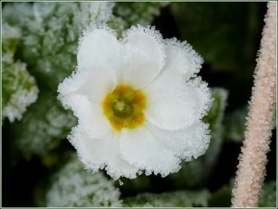 Un peu plus loin, délicate, timide, ---------- offerte à la claire lumière du jour.