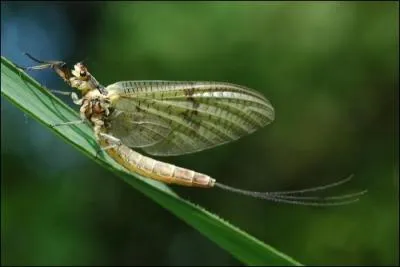 "Elle avait des rides fugaces sur son visage". Quelle est la signification de "fugace" ?