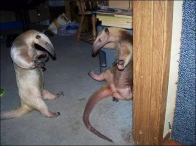 Sur cette photo, ces deux animaux sont des tamanoirs, ou grands fourmiliers !