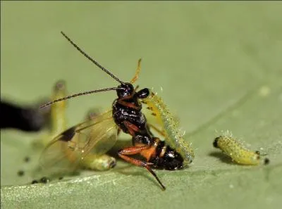 Tout comme certains parasites du net, il existe une espèce de guêpe capable de créer un virus !