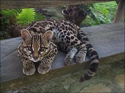 C'est en Asie que l'on peut admirer ce magnifique petit félin, le margay !