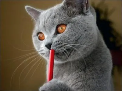 Comment s'appelle celui-ci ?