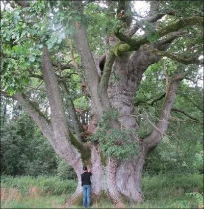 Apr&egrave;s le petit le grand, quel est cet arbre majestueux que vous contemplerez pr&egrave;s de la ferme de la Cigogne au d&eacute;tour d'un chemin creux ?