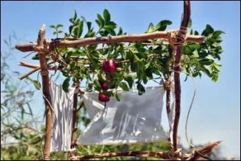 Que représente cette cabane dont le toit à claire-voie est décoré de guirlandes de fruits et feuillages ?