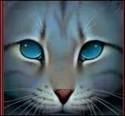 Quel est le nom de guérisseur de Nuage de Geai ?