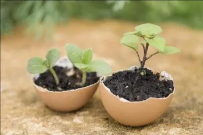 "La perle est sans valeur ..."