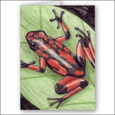 Les grenouilles sont des amphibiens, c'est à dire qu'elles peuvent respirer aussi bien sur terre que dans l'eau ; mais de quelle façon ?