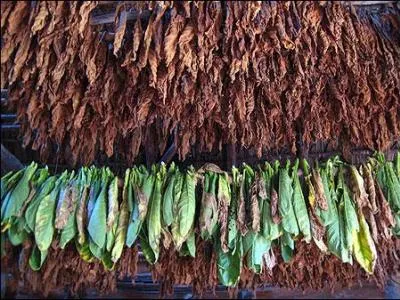 Du rouleau à griller, vous vous étalerez à vos pieds.