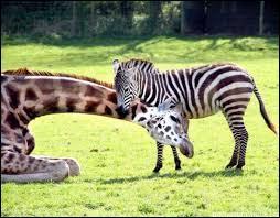 Cette photo est un montage. Un zèbre et une girafe ne peuvent pas être amis !