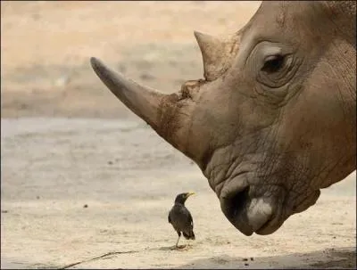 Attention petit oiseau ! Tu vas te faire manger !