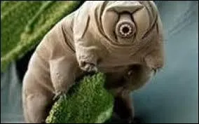 Hou là ! C'est quoi ça ?