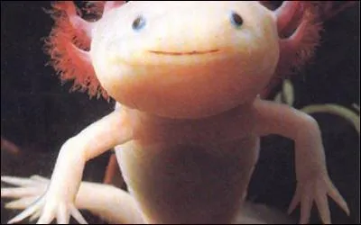 Mais qu'est-ce que c'est que ça ? C'est quoi toutes ces photos bizarres ?