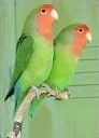 Quiz Oiseaux