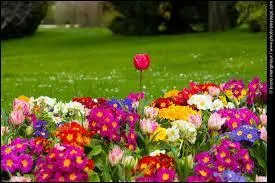 Oh ! Qu'elles sont belles, ces fleurs ! La photo a été prise :