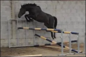 Les chevaux savent-ils sauter 10 mètres ?