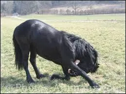 Les chevaux savent-ils saluer ?