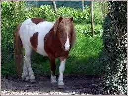 Est-ce que les chevaux sauvages ont peur de nous ?