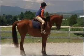 Dans quels petits espaces enferme-t-on les chevaux ?