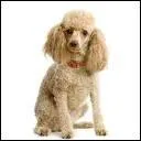 Quel aspect a-t-il ?