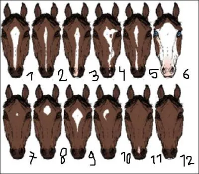 Comment se nomment les taches numéros 7, 8, 4 et 10 ?