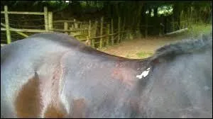 Les petites taches blanches sur le garrot d'un cheval sont une particularité des robes.