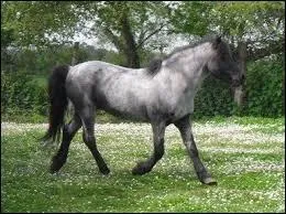 Qu'est-ce qu'un cap de maure ?