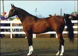 Comment s'appellent les sortes de chaussettes blanches sur les membres de certains chevaux ?