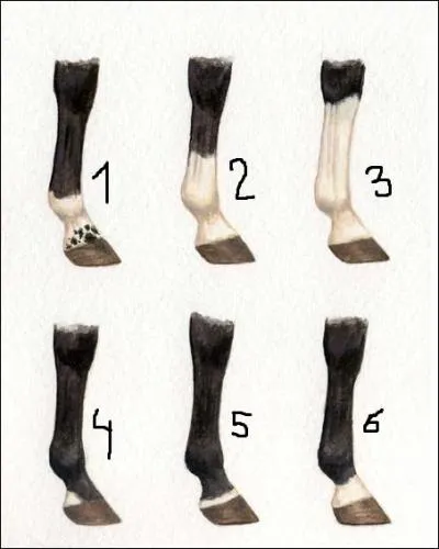 Comment s'appellent les taches numéros 1, 2 et 3 ?