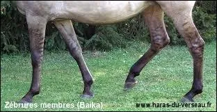 Certains chevaux ont des zébrures sur les membres.