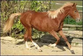 Comment qualifie-t-on une robe dont les crins sont plus clairs que les poils ?