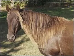 Parmi toutes ces particularités des crins, laquelle n'existe pas ?
