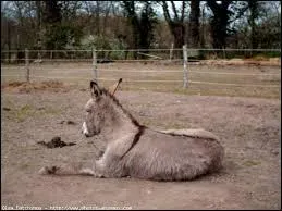 Quel est l'autre nom de la bande cruciale ?