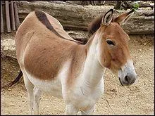 Quels types de chevaux ou poneys portent obligatoirement une raie de mulet ?