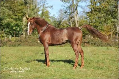 Qu'est-ce qu'une robe rubican ?