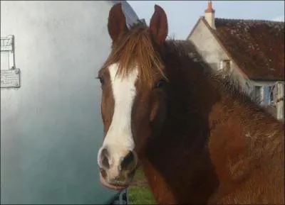 Comment se nomment les taches blanches sur la tête de certains chevaux ?