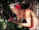 Où vivent les Mentawai, ces "hommes-fleurs" à la tête ornée de fleurs d'hibiscus et au corps tatoué ?
