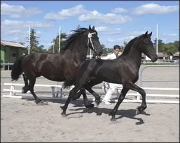 Quelle est la race de ce cheval ?