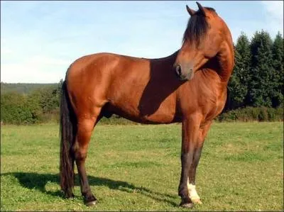 Quelle est la robe de ce cheval ?