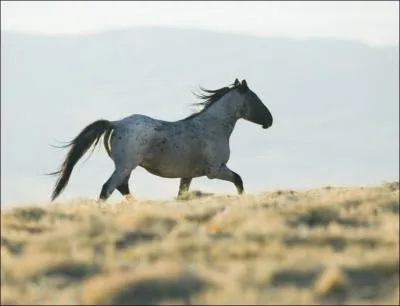 Quelle est la robe du cheval ?