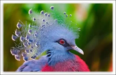 Est-ce un animal exotique ?